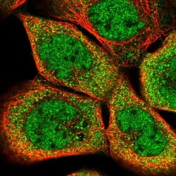 SEC14L1 Antibody, Novus Biologicals 0.1mL; Unlabeled:Antibodies, Polyclonal